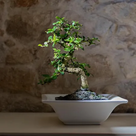 Casa De Sao Miguel Appartamento *